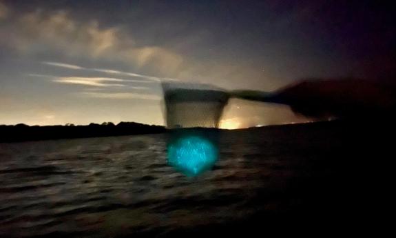 Tiny sea animals glow in a net at night