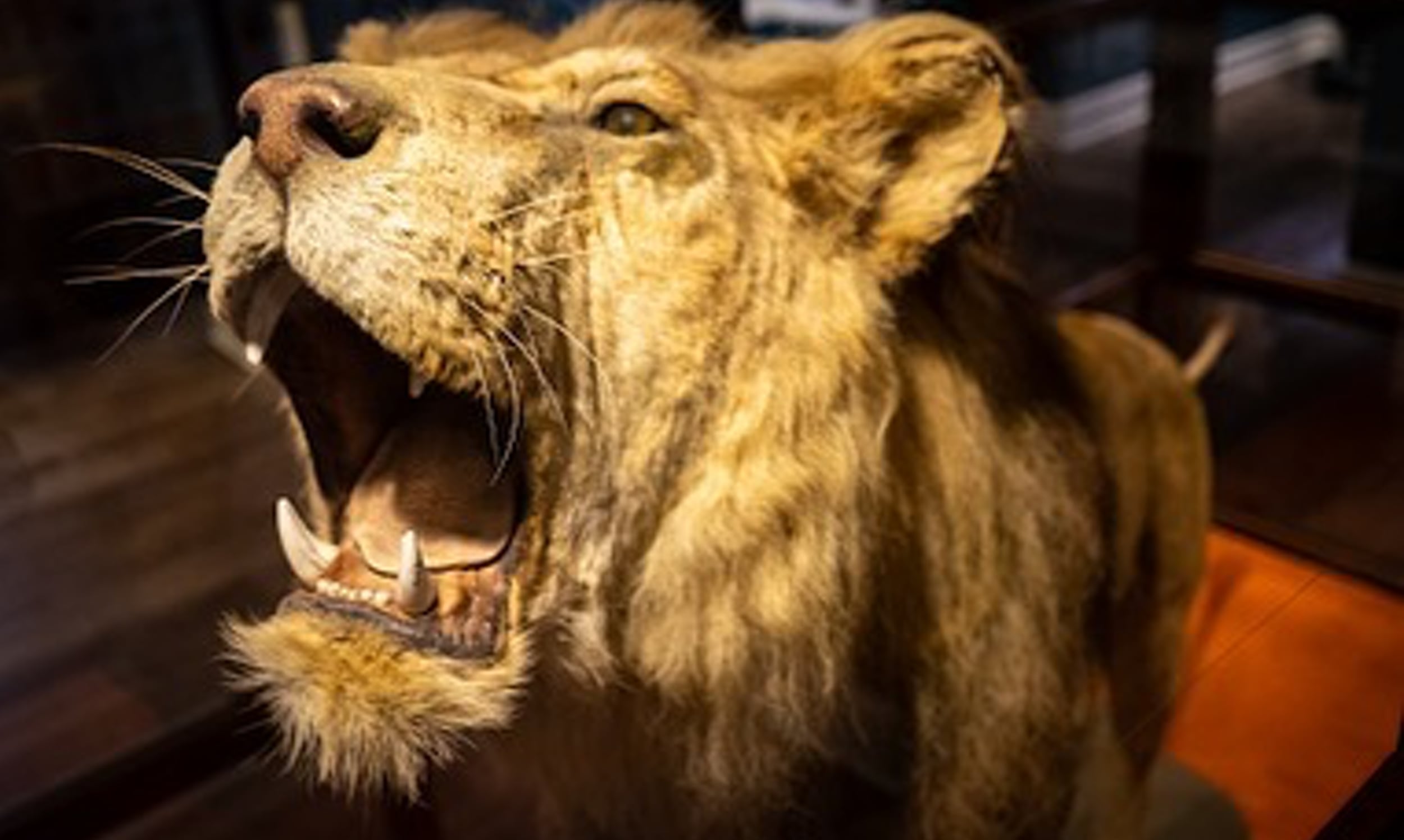Rota the lion, on display at the Lightner Museum, once belonged to Sir Winston Churchill